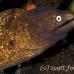 moray_whtieeyed_shr_tam_h_0061_bal6441_rv.jpg